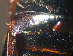 Agabus erythropterus