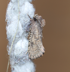 Acrolophus kearfotti