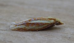 Sparganothis tristriata