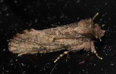 Acrolophus kearfotti