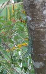 Anolis baleatus