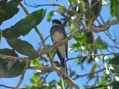 Rhipidura rufiventris