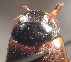 Agabus erythropterus