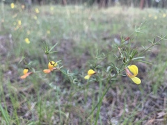 Acmispon wrightii