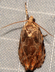 Olethreutes nigranum