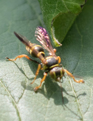 Psammaletes mexicanus