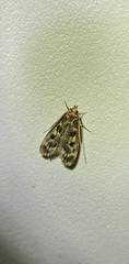 Martyringa latipennis