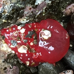 Cribrinopsis albopunctata