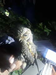 Psiloscops flammeolus