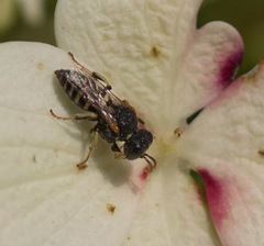 Oxybelus emarginatus