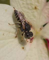 Oxybelus emarginatus