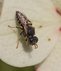 Oxybelus emarginatus