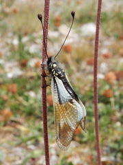 Libelloides lacteus