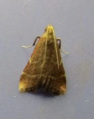 Arta epicoenalis