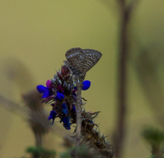 Leptotes andicola