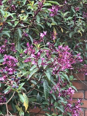 Fuchsia paniculata