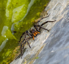 Lycosa erythrognatha