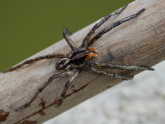 Lycosa erythrognatha