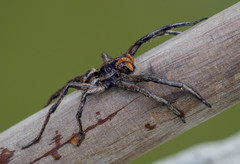 Lycosa erythrognatha