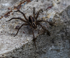 Lycosa erythrognatha