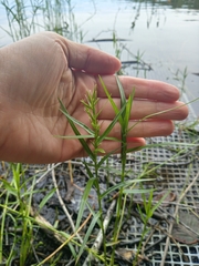 Dulichium arundinaceum