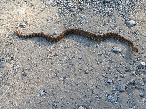 iNaturalist observation photo of Northern Pacific Rattlesnake