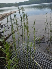 Dulichium arundinaceum