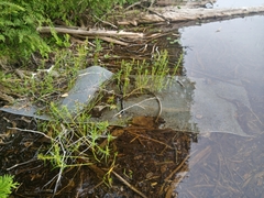 Dulichium arundinaceum