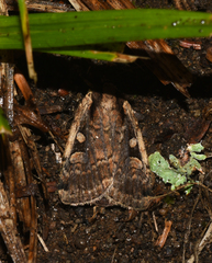 Eueretagrotis sigmoides