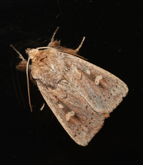 Leucania pseudargyria