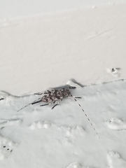 Acanthocinus obsoletus