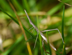 Microcoema acuminata
