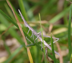 Microcoema acuminata