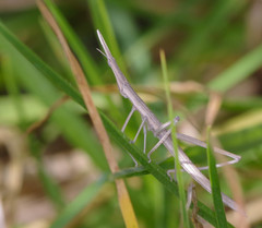 Microcoema acuminata