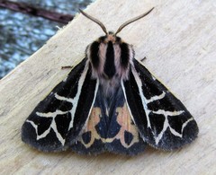 Apantesis williamsii