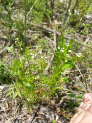 Ptilimnium capillaceum