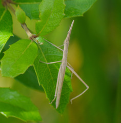 Microcoema acuminata