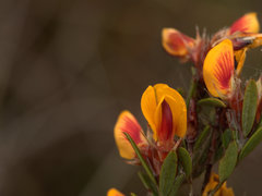 Pultenaea myrtoides