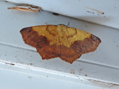 Antepione thisoaria