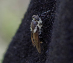 Fidena