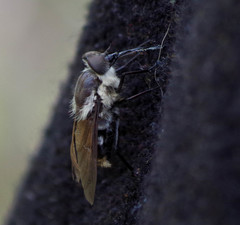 Fidena