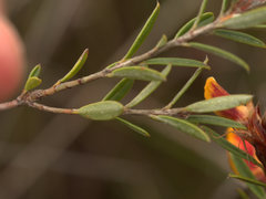 Pultenaea myrtoides
