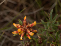 Pultenaea myrtoides