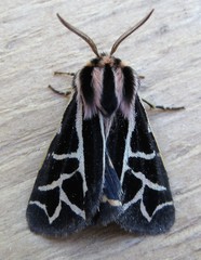 Apantesis williamsii