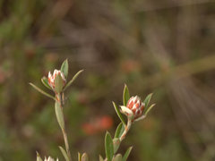 Pultenaea myrtoides