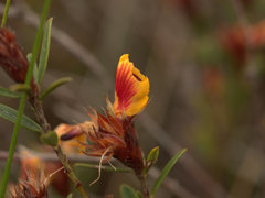 Pultenaea myrtoides
