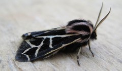 Apantesis williamsii