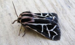 Apantesis williamsii