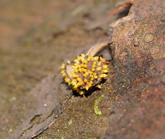 Neobarya agaricicola