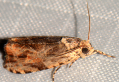 Olethreutes nigranum